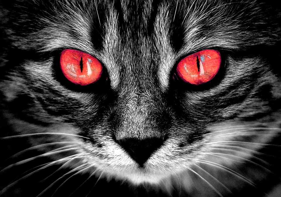 Ghosts are seen by cats.