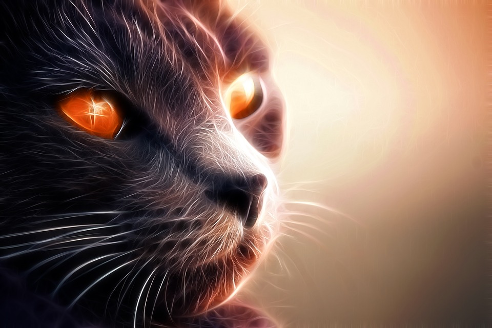 Cats live in the spiritual world.