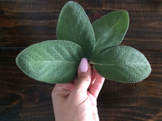 A healing, purifying witches herb, sage should be in the witches herb cabinet at all times.