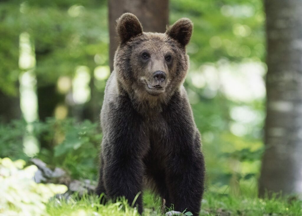 Bear gods and goddesses
