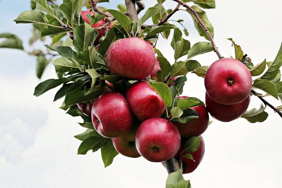 Fun pagan things to do in the fall: pick apples!
