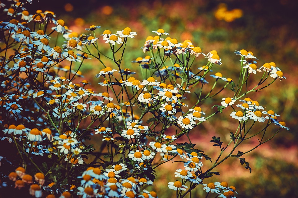 Chamomile is one of our must-have herbs for the witches herb cabinet!