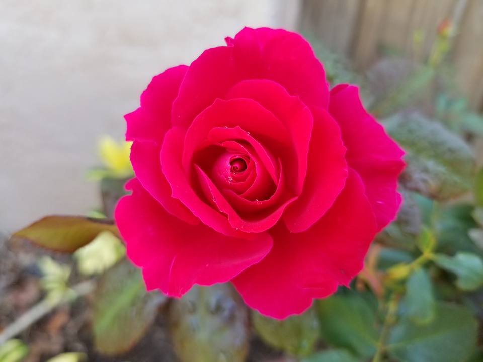 Collecting your own roses from your garden makes a powerful rose water.