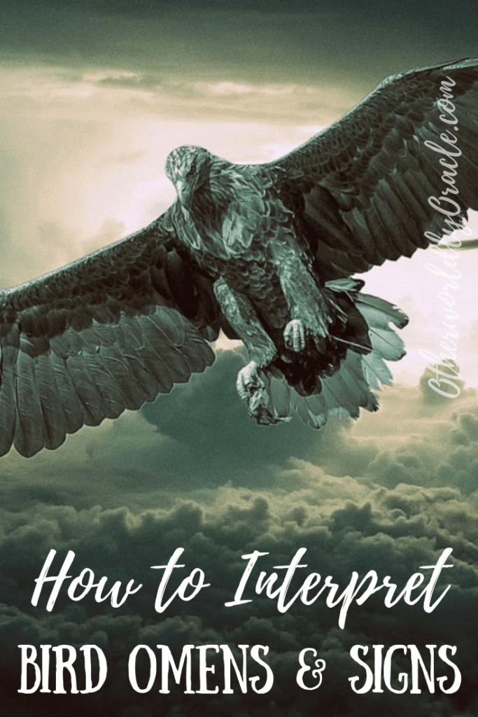 Birds As Omens & Signs Crows, Owls, Birds in the House & More!