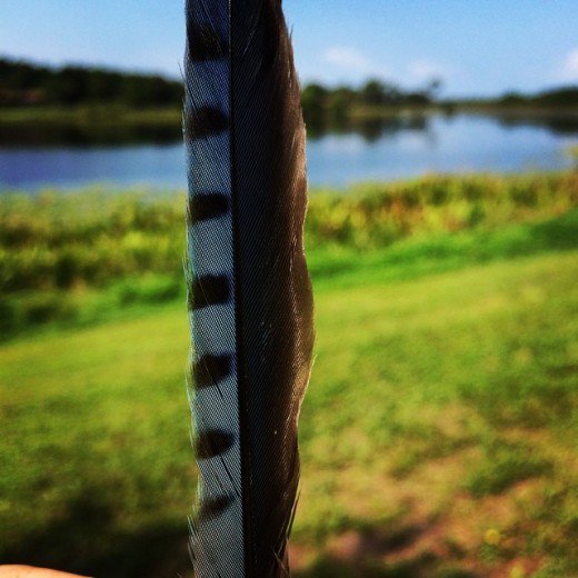 Bird omens and signs also come in the form of finding feathers.