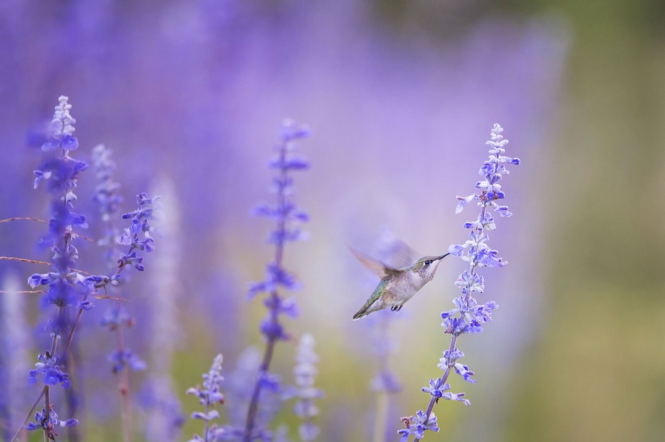 Hummingbirds bring messages of joy and love. These birds are always a good omen!