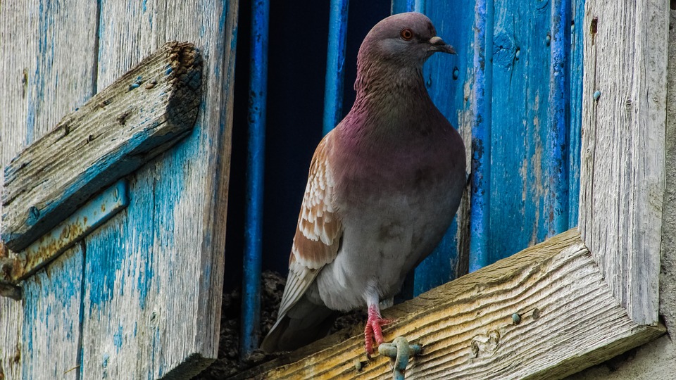 Birds as omens and signs take on many forms including flying into windows and houses. Find out more here.
