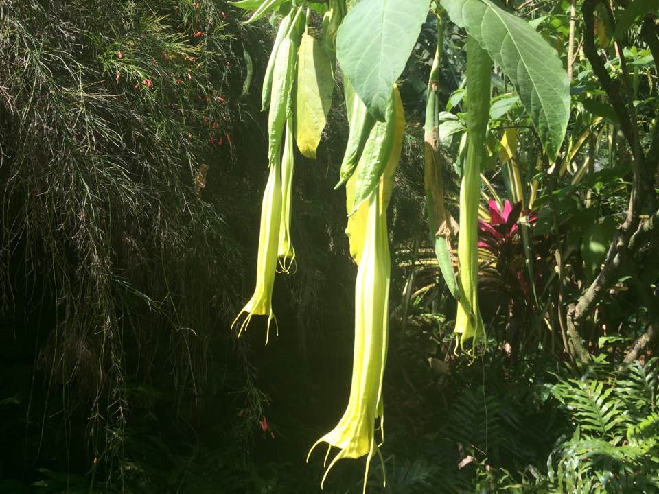 Witches & Poisonous Herbs A History of Bella Donna, Fly Agaric & More