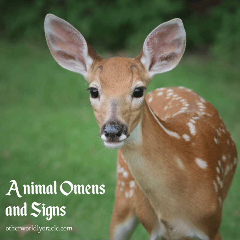 Animal Omens and Signs Rabbits, Deer, Fox, Birds and More