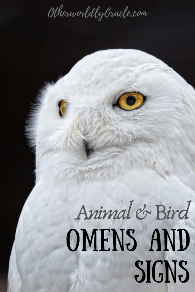 Common Animal Omens and Signs including rabbits, deer, foxes, birds, and more.