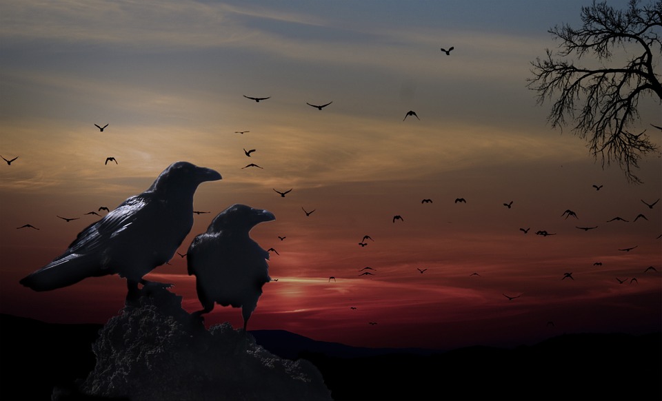 Birds as animal signs mean so many different things.