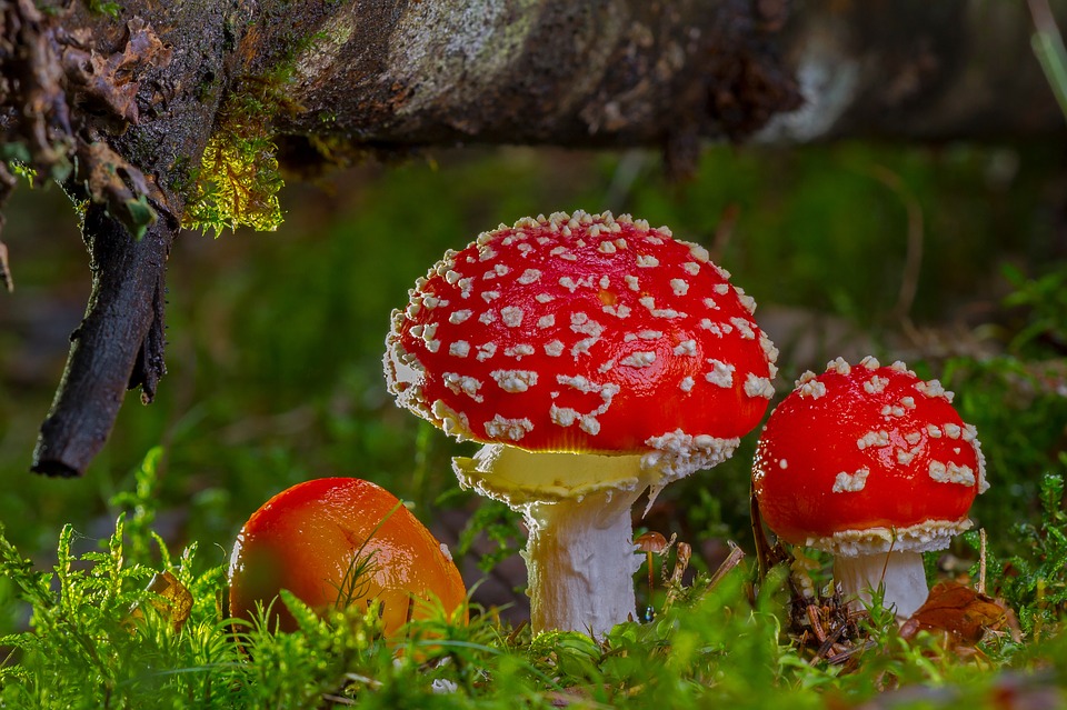 Fly agaric is a traditional poison in Norse shamanic history.