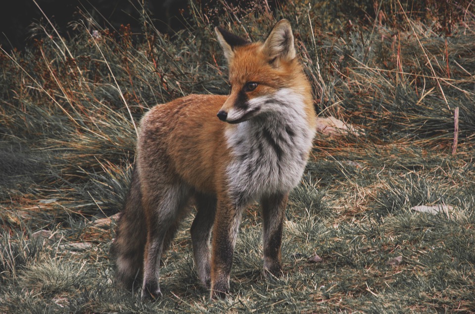 When fox crosses your path, your mental faculties will see an improvement.