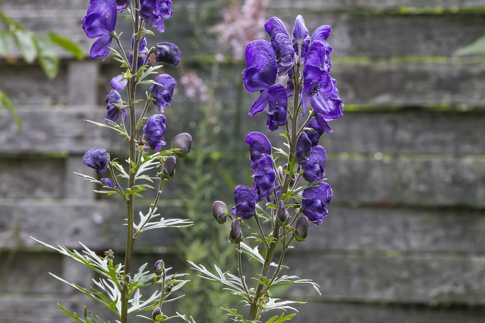 Monkshood, aka wolfsbane