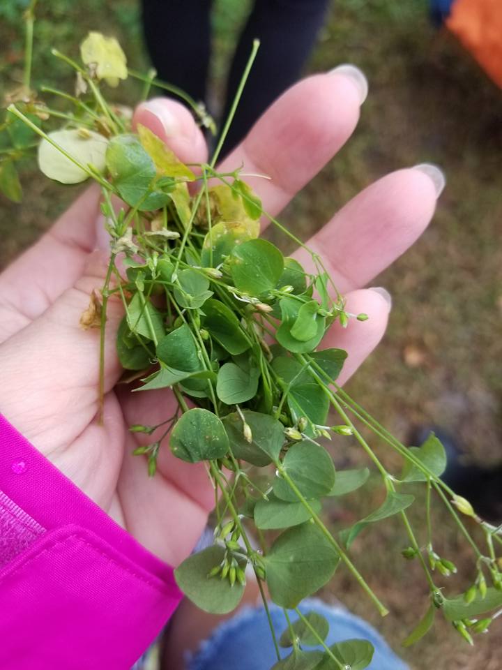 Chickweed grows almost everywhere and is great for mojo bags, etc.
