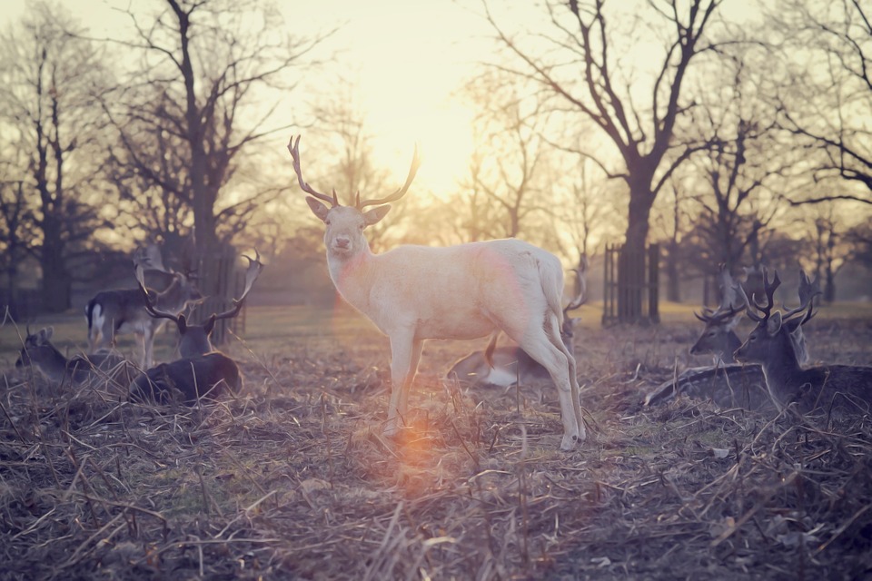 Was Virginia Dare turned into a white doe?