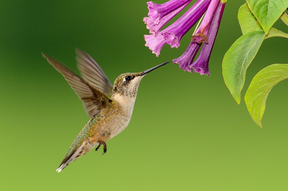 The hummingbird spirit guide brings lessons of joy, endurance and more!
