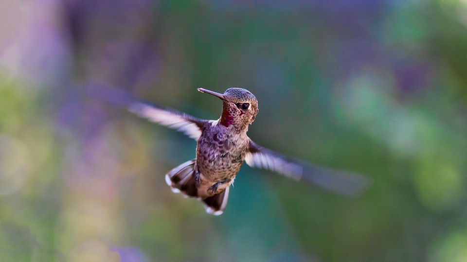 The hummingbird spirit guide brings messages from the gods and ancestors.