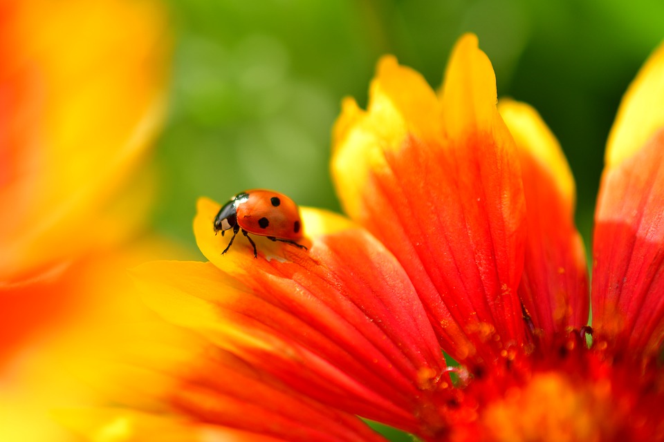 Ladybug spirit animal brings messages of love, standing your ground, and more.