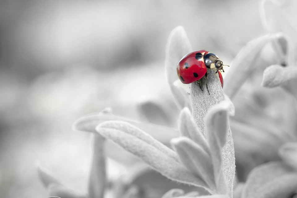 The ladybug spirit animal is good luck to gardeners and everyone!