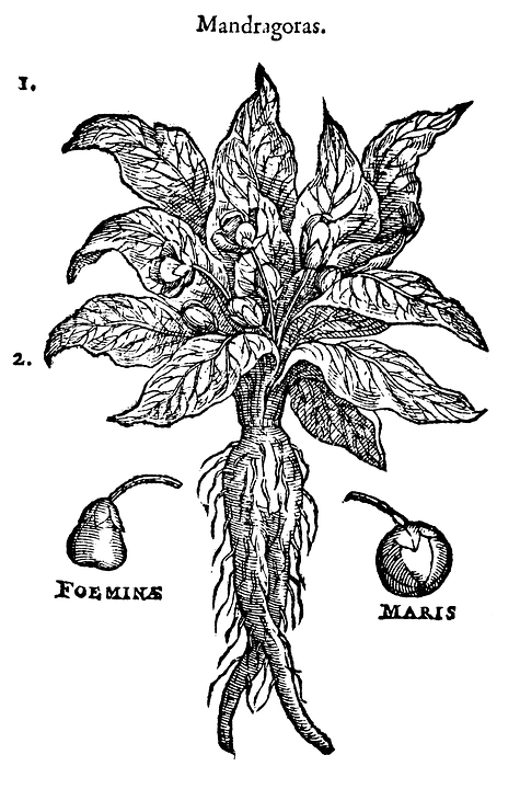 mandrake root benefits