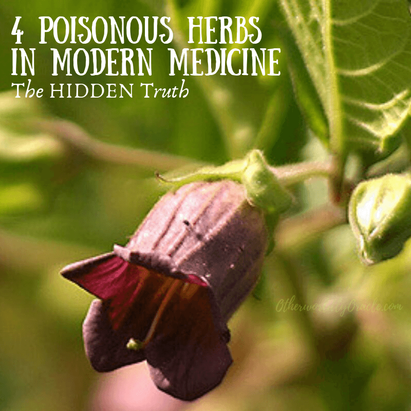 4 Poisonous Herbs Used in Western Medicine A Wakeup Call