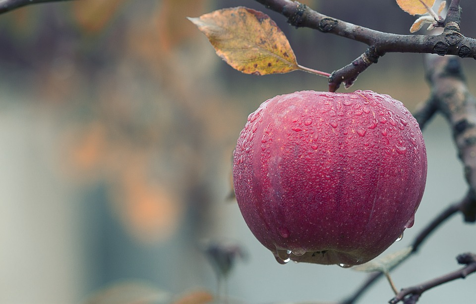 Apples are a symbol of Autumn and therefore can be used in Mabon dinners and decor.