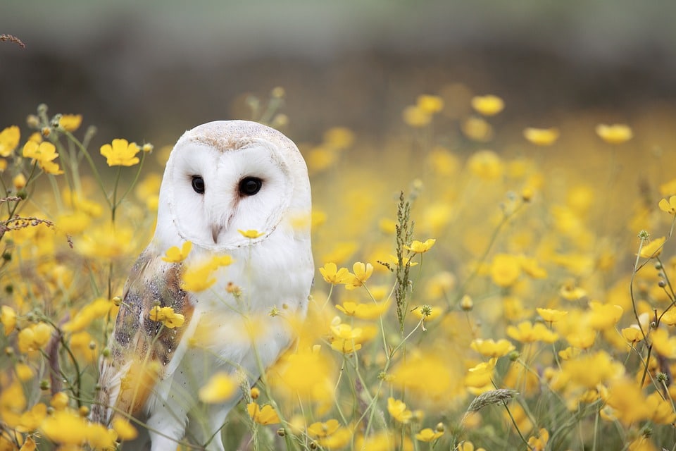 The owl spirit guide sees through the darkness of any matter.