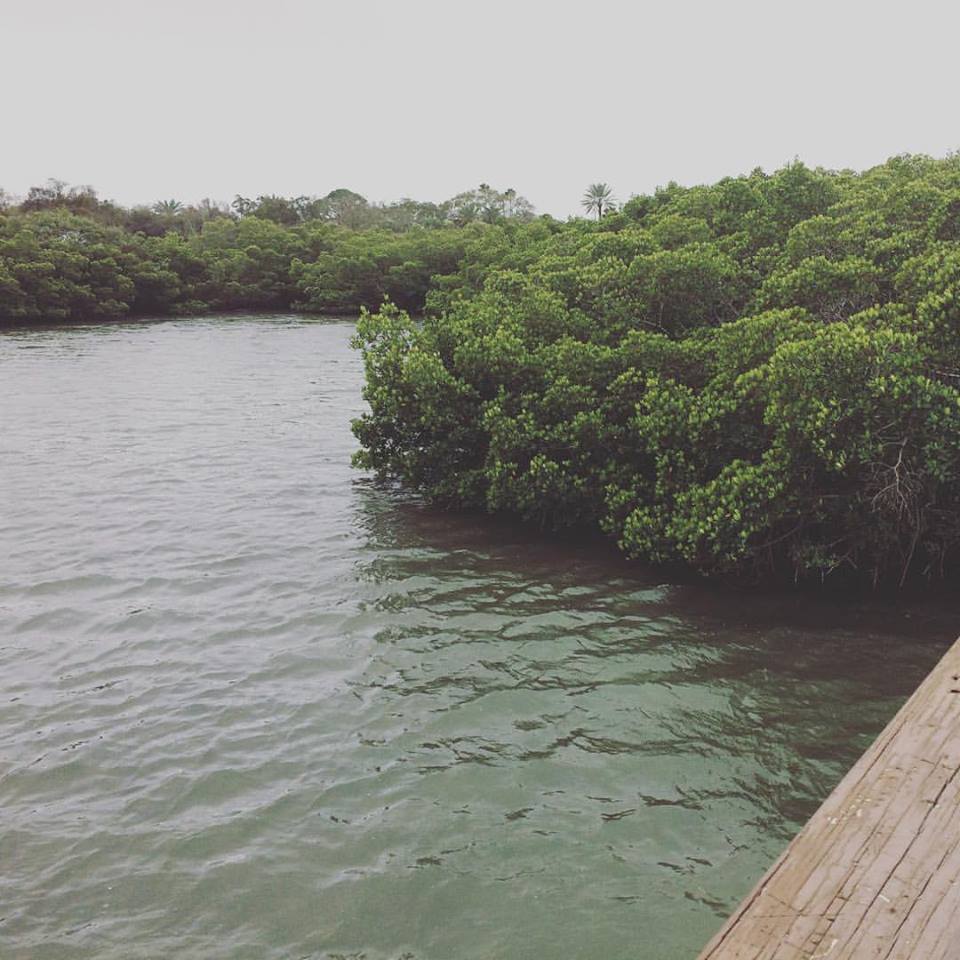 Old Florida magic consisted much of Native shamanic practices like the black drink.