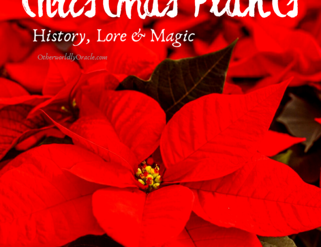 Yule & Christmas Plants Magic and Folklore