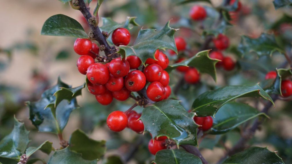 Christmas holly has been part of winter celebrations of centuries.