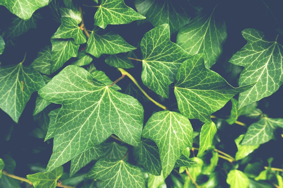 Ivy has fallen out of the Christmas plants tradition but dates back to ancient times.