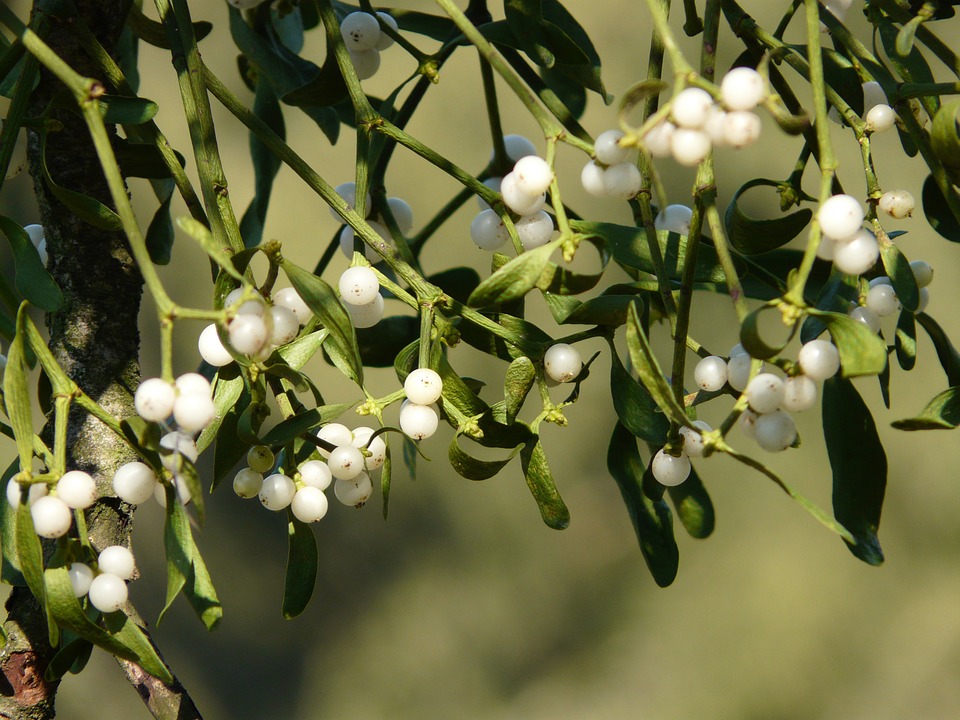 The mistletoe was regarded as evil yet it's still used in Christmas decor today!