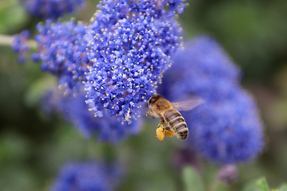 Honey is magical because BEES are magical!