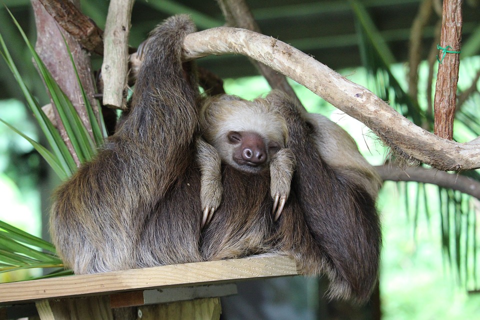 The sloth spirit animal teaches us strength.