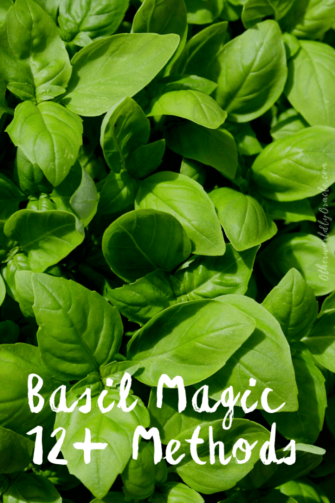 Ways to Use Basil in Witchcraft