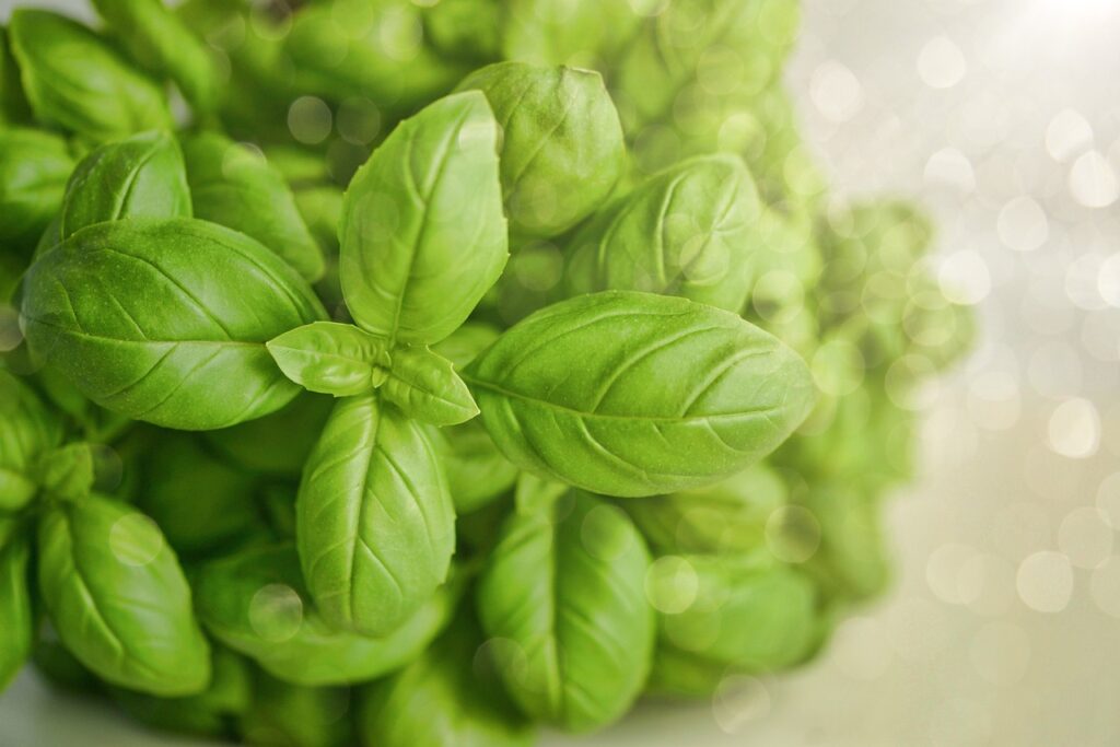 Basil Magic