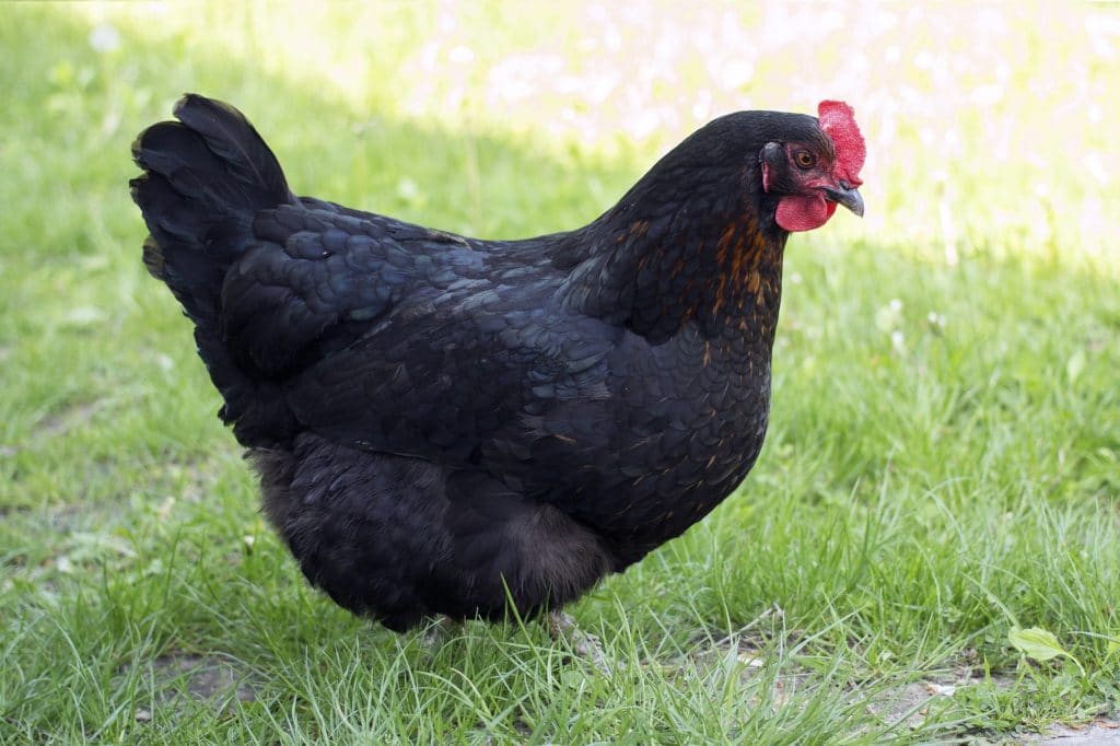 Santerian practice evolved from using Cascarilla bark powder to the white eggshells of black hens.