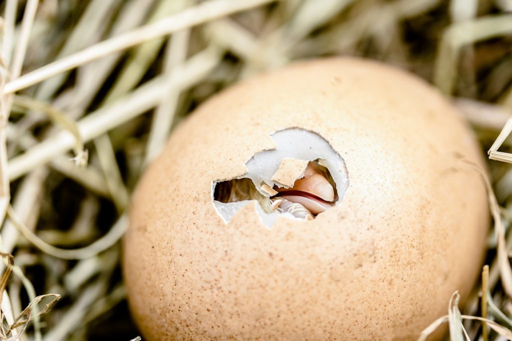 Cascarilla powder is now often made of eggshells because of their symbolism.