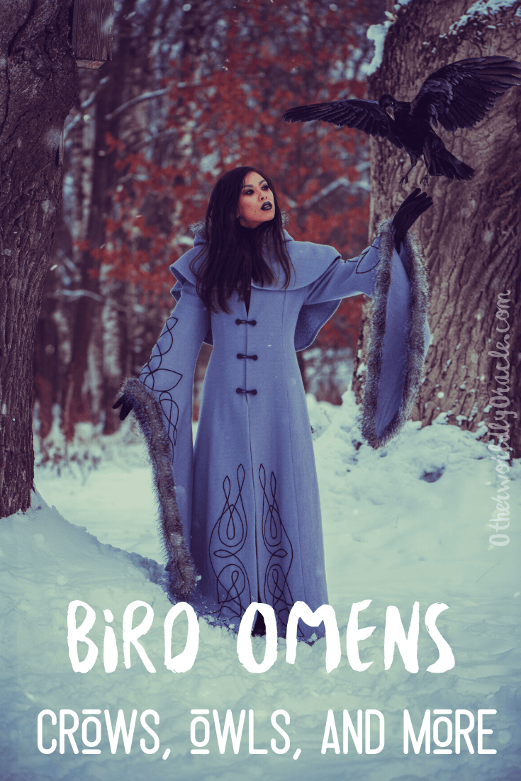 Birds As Omens & Signs Crows, Owls, Birds in the House & More!