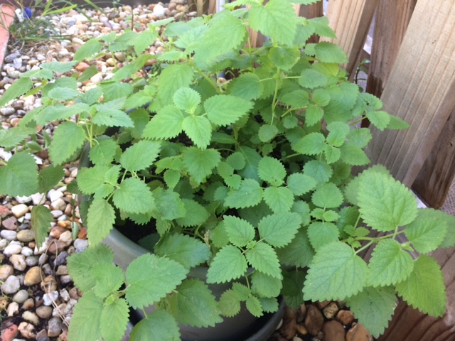 Lemon balm is useful in the witch's garden and cabinet.