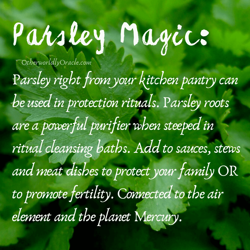 A wonderful herb for protection and purification is parsley