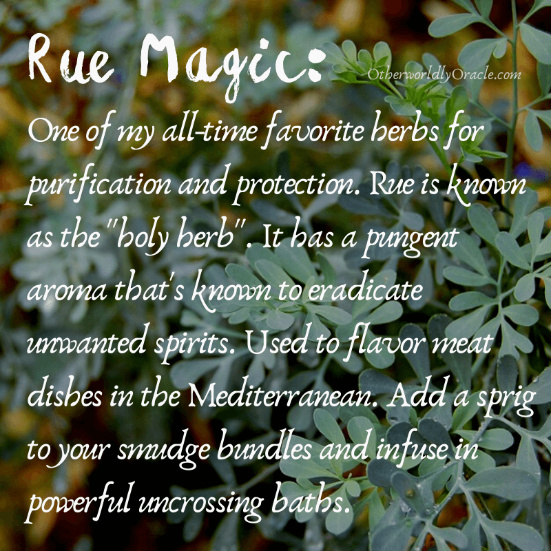 Rue is a holy herb - it banishes evil and protects against intrusions.