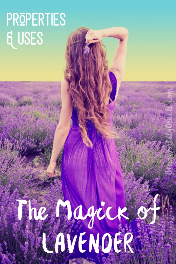 Lavender Magical Properties & Uses