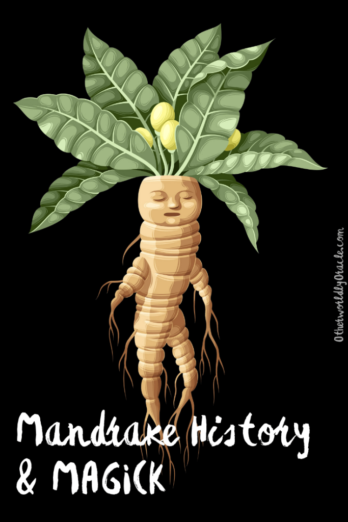 Mandrake Root History, Origins and Magickal Uses