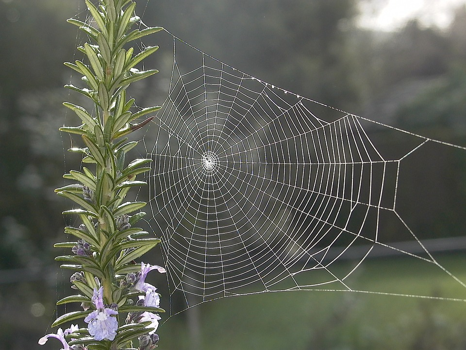 Spider goddesses almost always rule over fate and were creator goddesses.