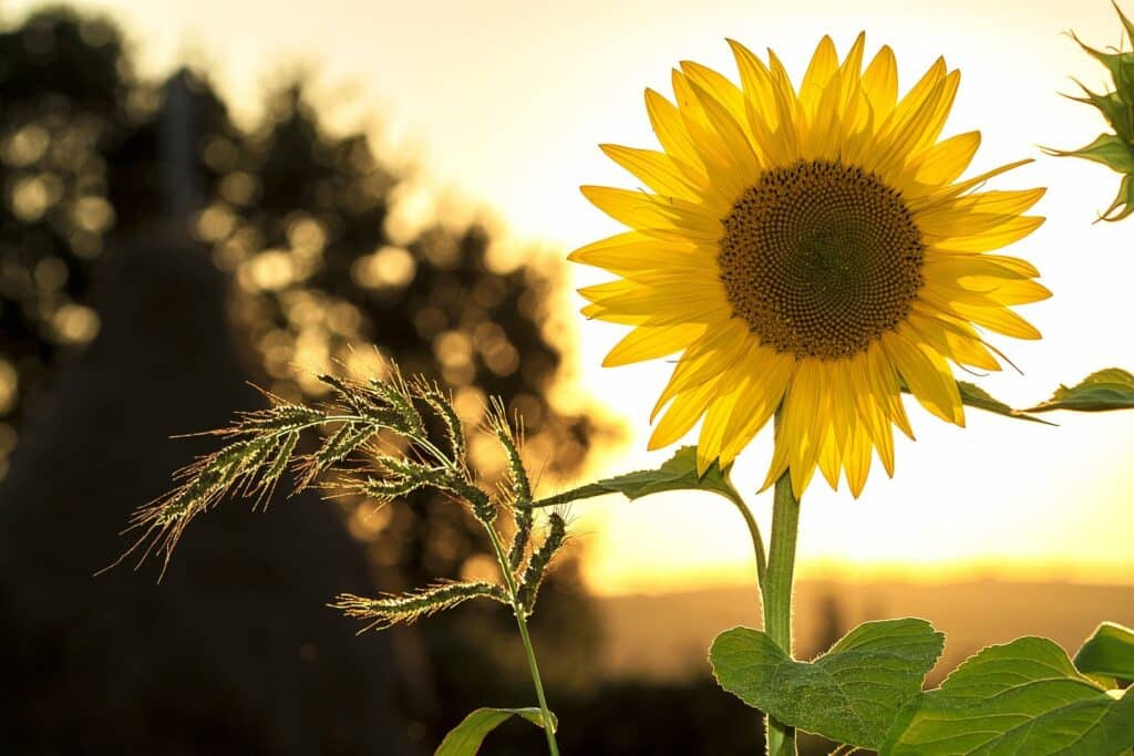 Sunflower is one of many Summer Solstice herbs.