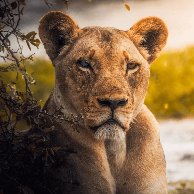 Sekhmet manifests as a lioness.