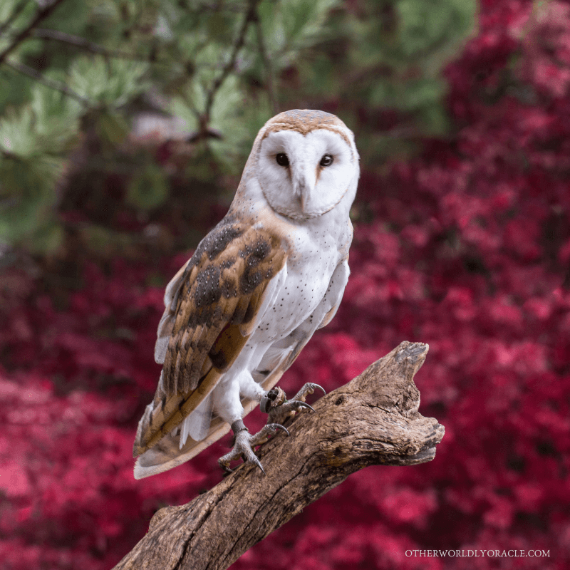 The barn owl's dispersal season is Fall.