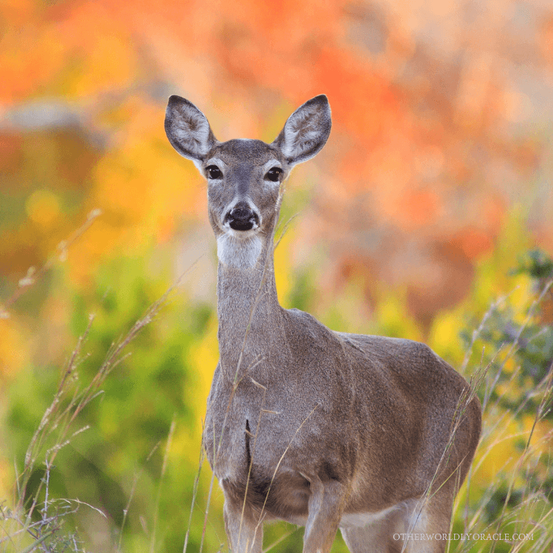 Deer are liminal creatures, and prefer liminal times of the year like Autumn.